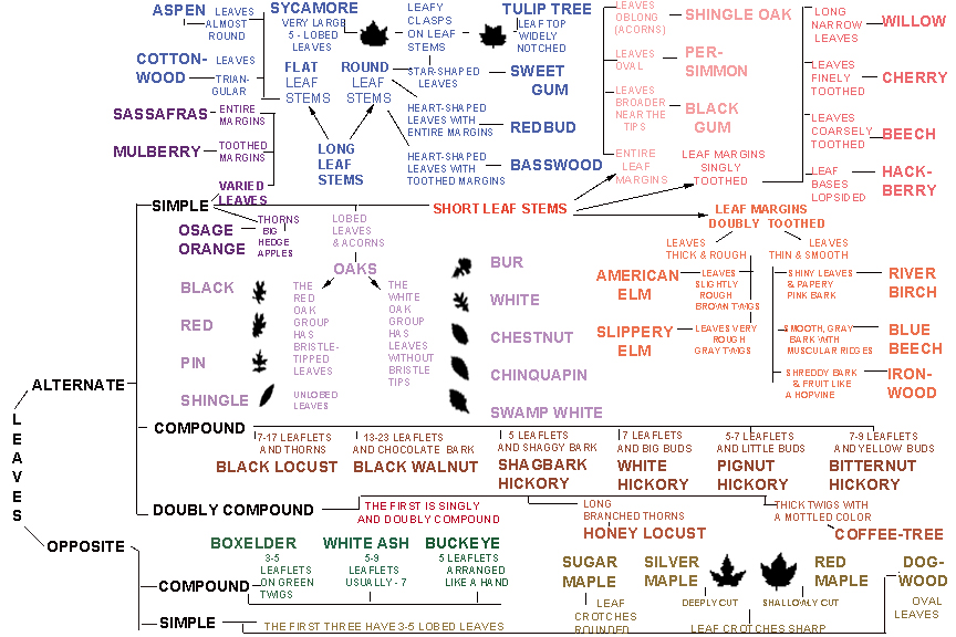 treeidchart