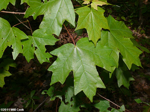 lobed margin