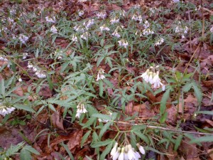 Cut-leaved toothwort
